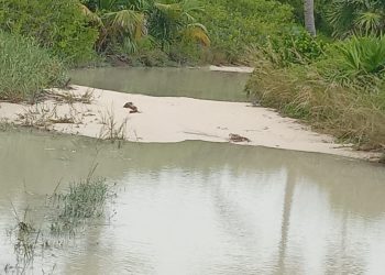 MALAS CONDICIONES: Pescadores piden a autoridades reparación del camino a Punta Herrero
