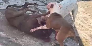 PITBULL