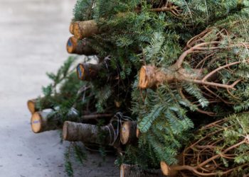 Instalarán 26 centros de acopio de árboles navideños en Cancún