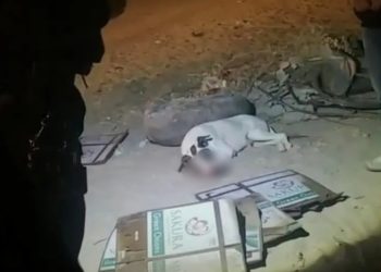 PERRO EN SONORA